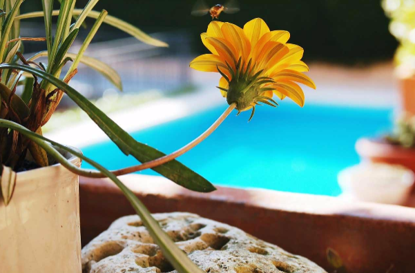 Decora tu piscina y tu jardín para disfrutarlos en verano